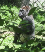 dnz-female gorilla1